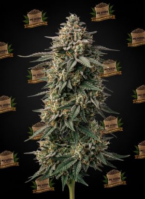 Biscotti Feminized Marijuana Seeds
