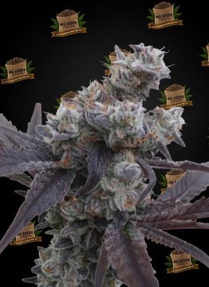 Black Cherry Gelato Feminized Marijuana Seeds
