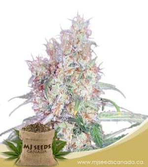 Black Haze Regular Marijuana Seeds