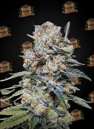 Black Ice Feminized Marijuana Seeds