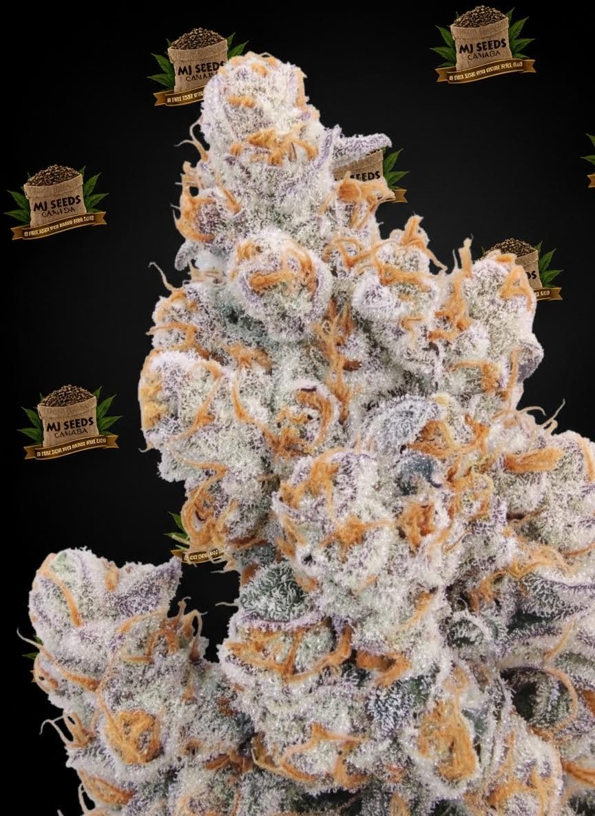 Black Mamba Feminized Marijuana Seeds