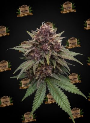 Black Maple Feminized Marijuana Seeds
