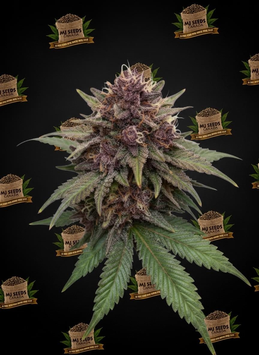 Black Maple Feminized Marijuana Seeds
