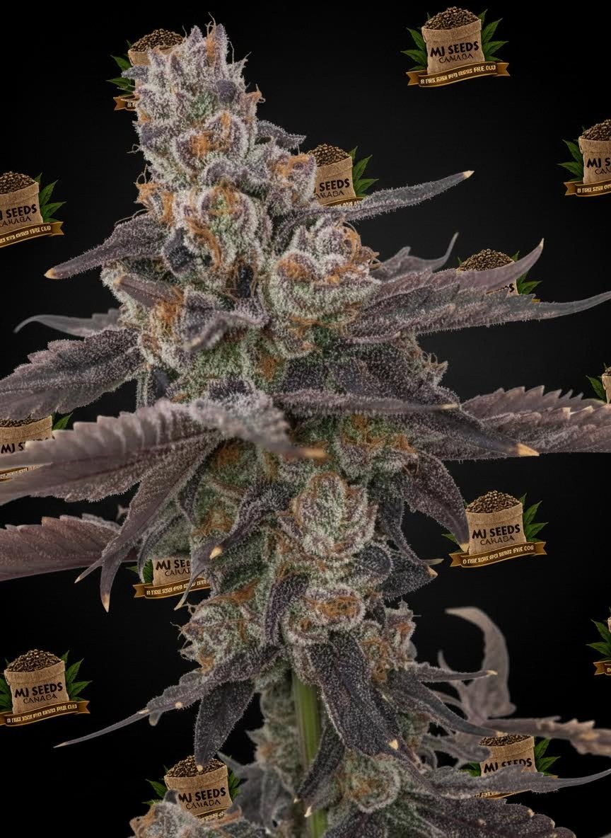 Black Runtz Feminized Marijuana Seeds