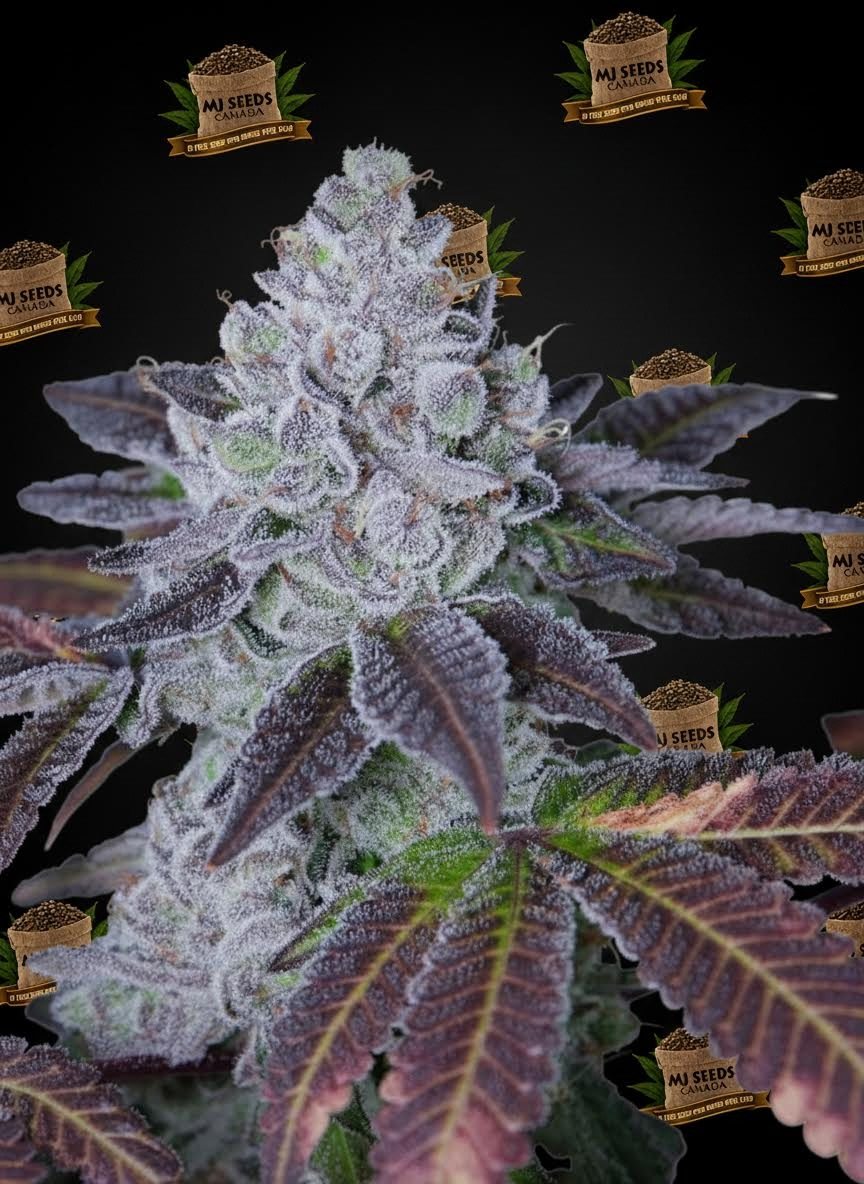 Black Truffle Feminized Marijuana Seeds