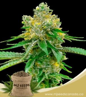 blackberry kush feminized