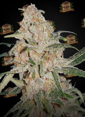 Blissful Wizard Feminized Marijuana Seeds