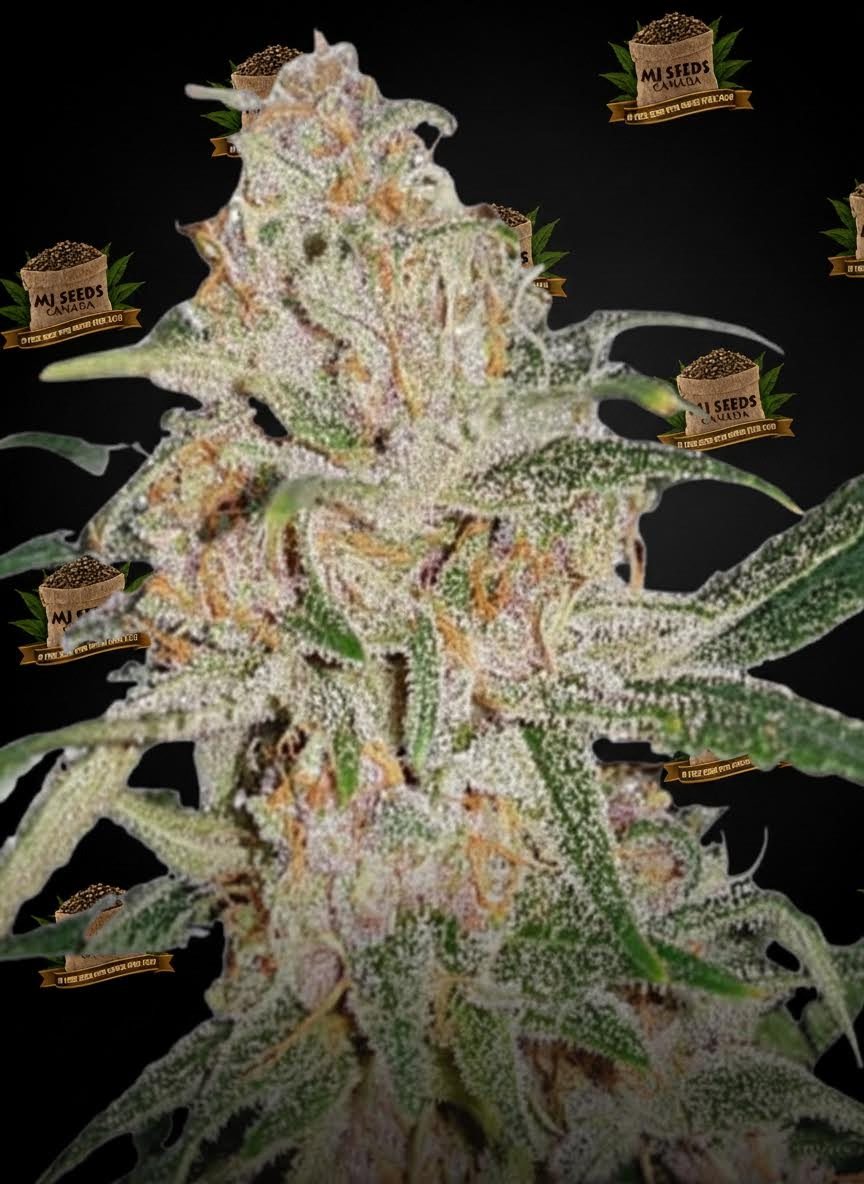 Blissful Wizard Feminized Marijuana Seeds