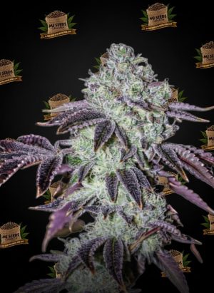 Blue Lobster Feminized Marijuana Seeds