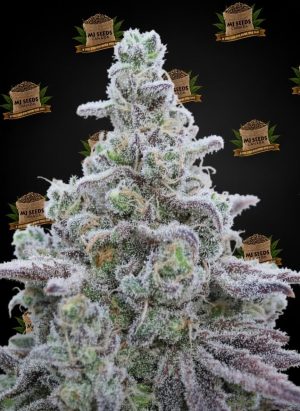 Blue Nerds Feminized Marijuana Seeds