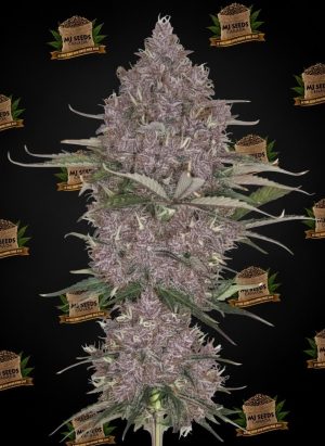 Blue Razz Feminized Marijuana Seeds