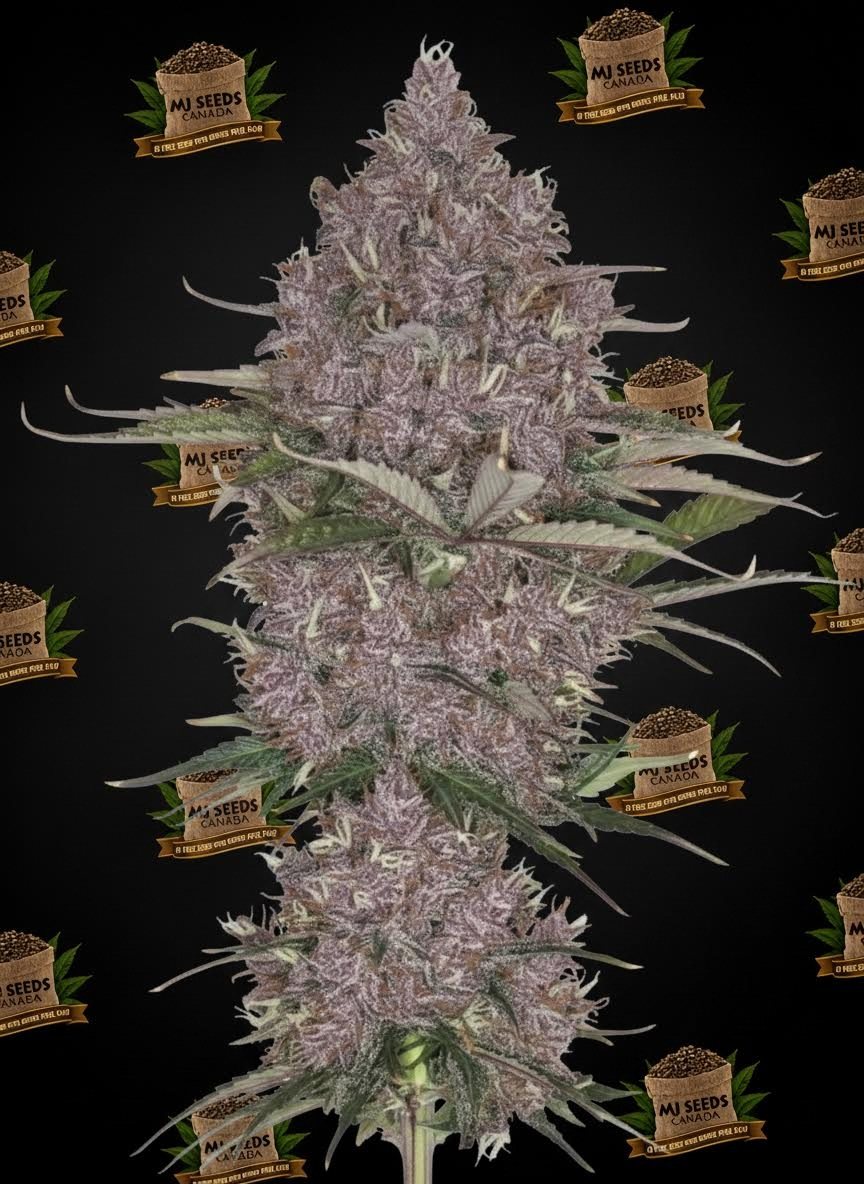 Blue Razz Feminized Marijuana Seeds