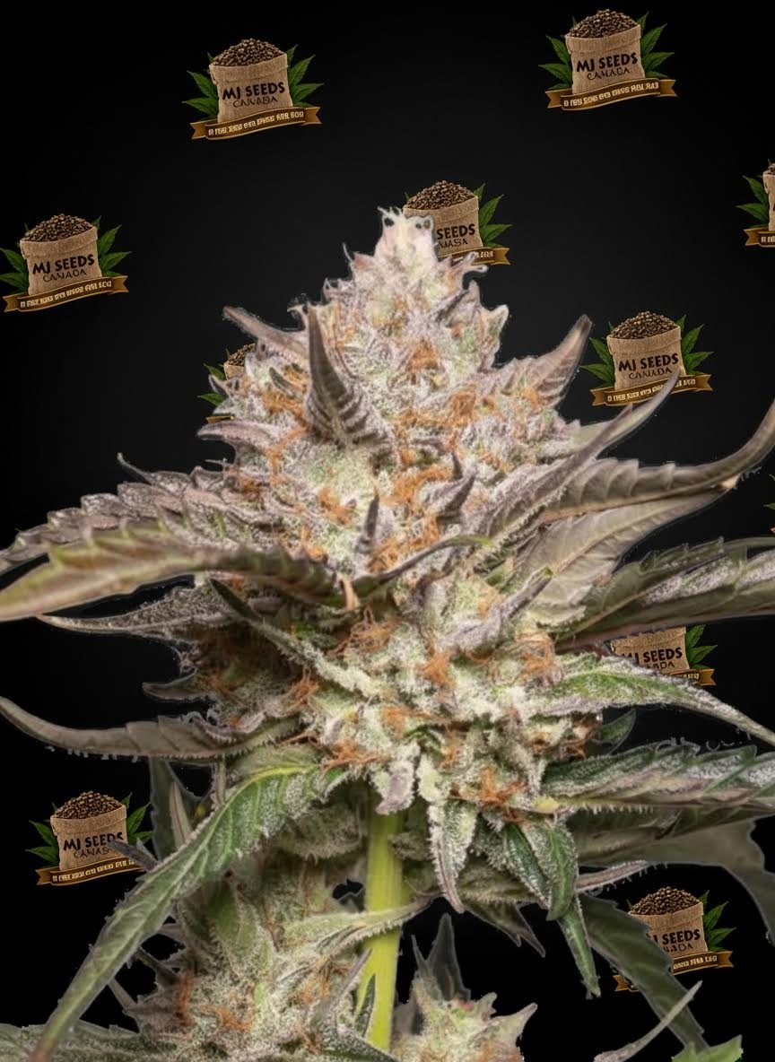 Blue Zushi Feminized Marijuana Seeds