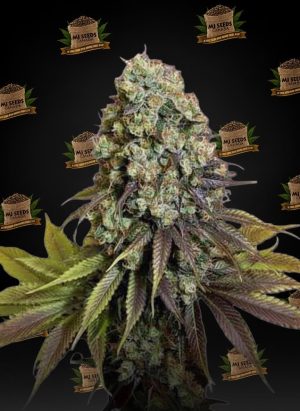 Blueberry Hashplant Feminized Marijuana Seeds