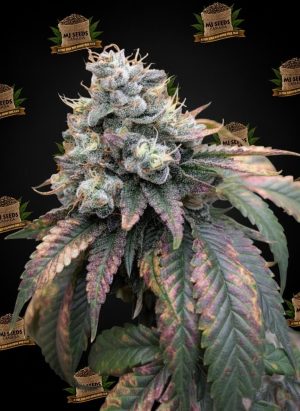 Blueberry Muffin Feminized Marijuana Seeds
