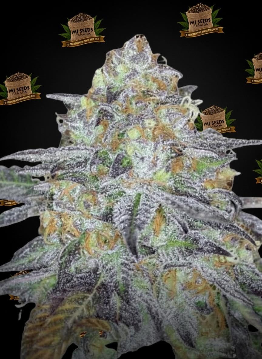 Bolo Runtz Feminized Marijuana Seeds