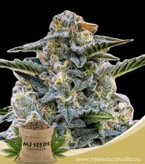 Bruce Banner Regular Marijuana Seeds