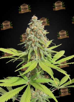 Bubba Fett Feminized Marijuana Seeds