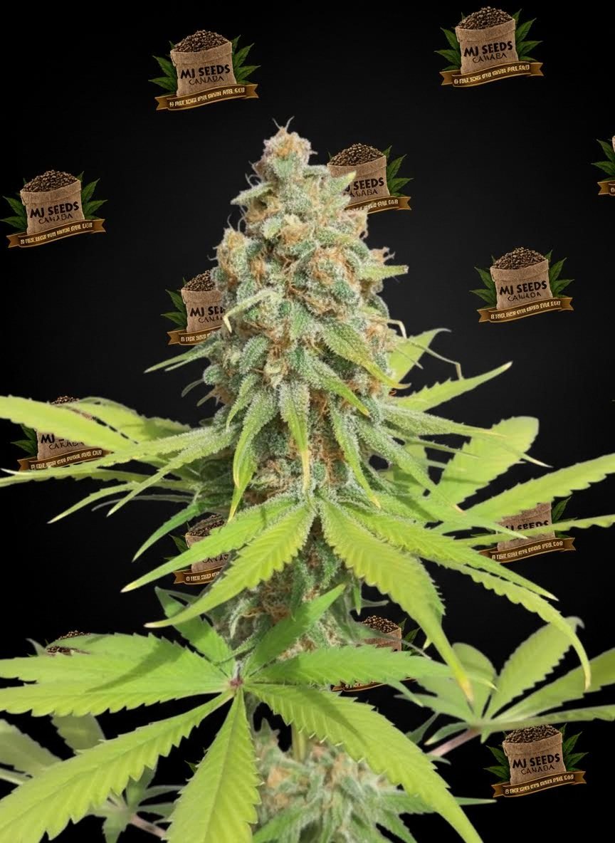 Bubba Fett Feminized Marijuana Seeds