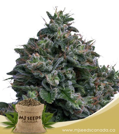 Butter OG Autoflowering Marijuana Seeds