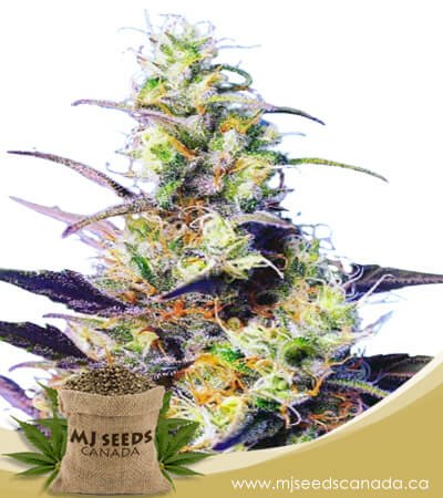 cbd indica feminized fast version marijuana seeds