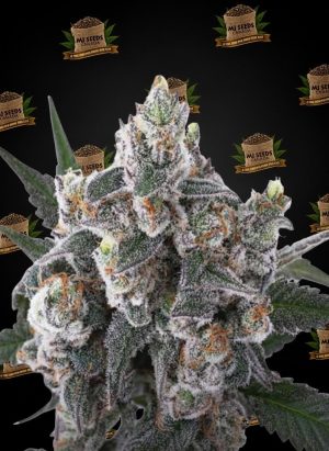 Cadillac Rainbow Feminized Marijuana Seeds
