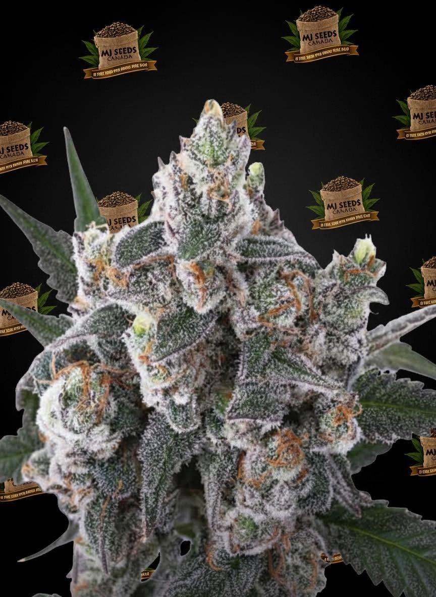 Cadillac Rainbow Feminized Marijuana Seeds