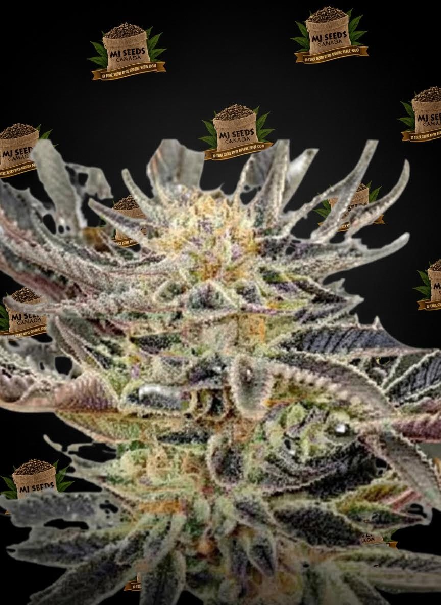 Candy Gas Feminized Marijuana Seeds