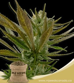 Candy Punch Regular Marijuana Seeds