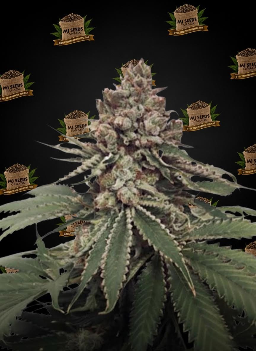Candy Runtz Feminized Marijuana Seeds