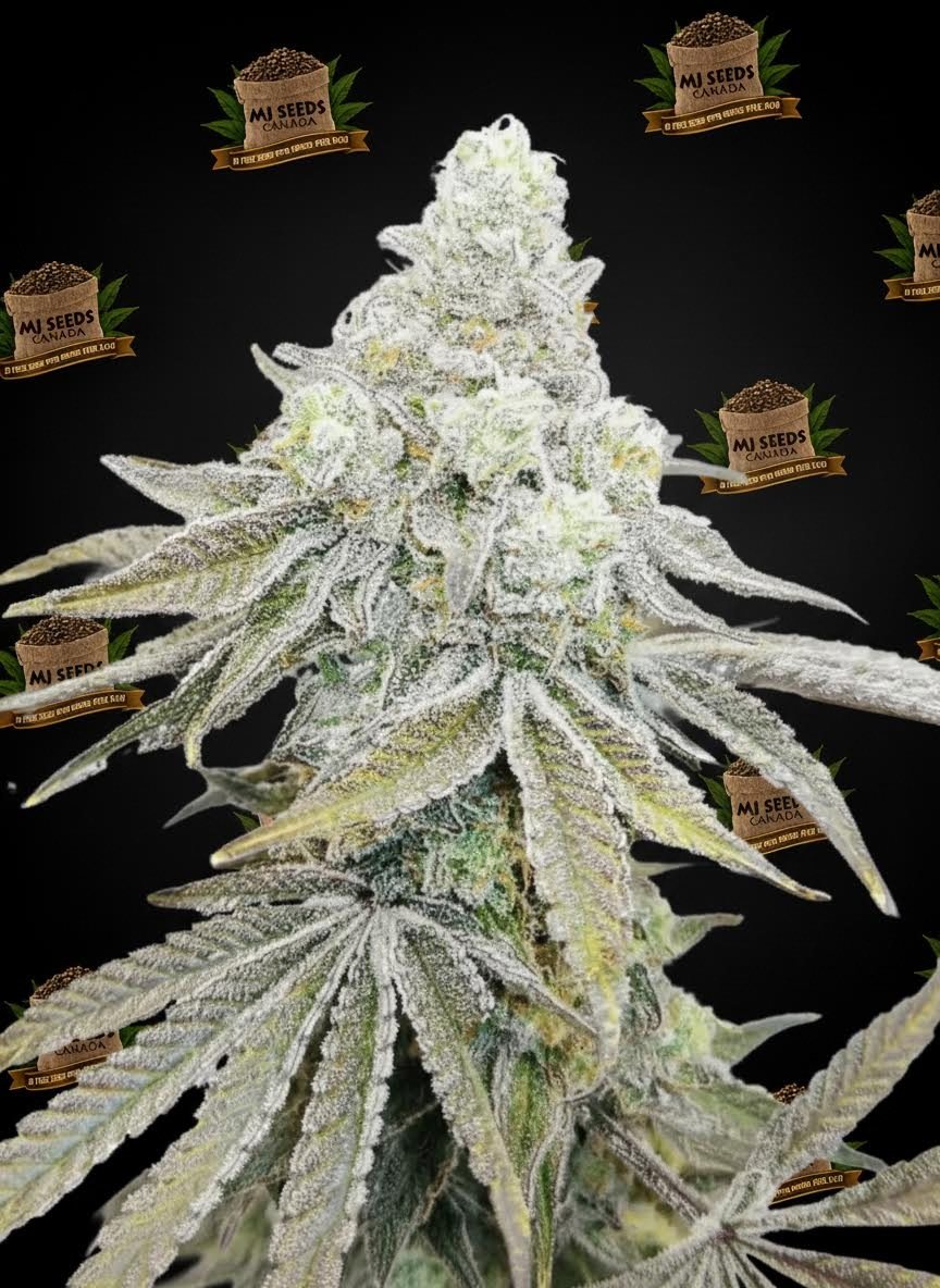 Cap Junky Feminized Marijuana Seeds