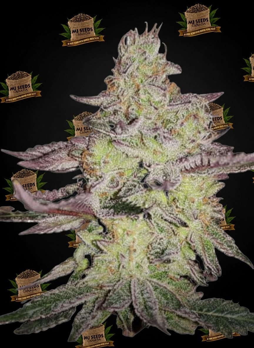 Carbon Fiber Feminized Marijuana Seeds