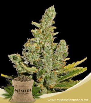 Cheese Autoflowering Marijuana Seeds