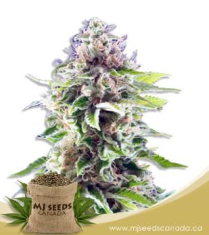 Cookie Haze Feminized Marijuana Seeds