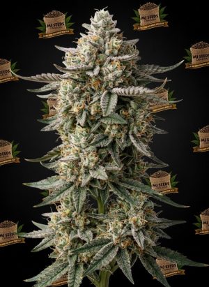 Cookies and Cream Feminized Marijuana Seeds