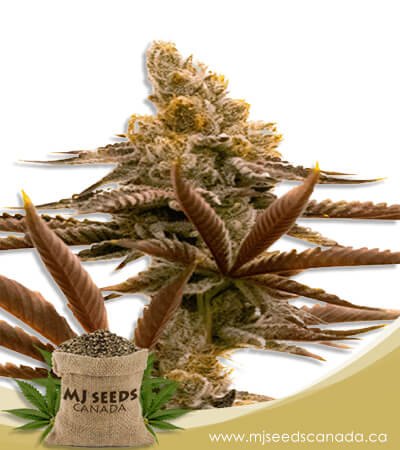 critical auto fast bud marijuana seeds