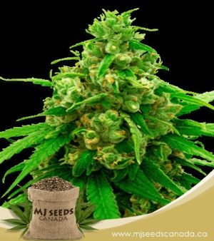 critical widow feminized