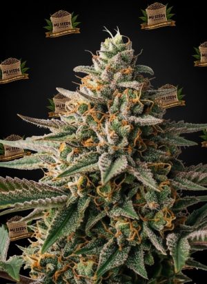 Devil Driver Feminized Marijuana Seeds