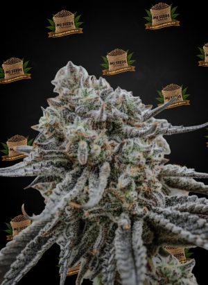 Donny Burger Feminized Marijuana Seeds