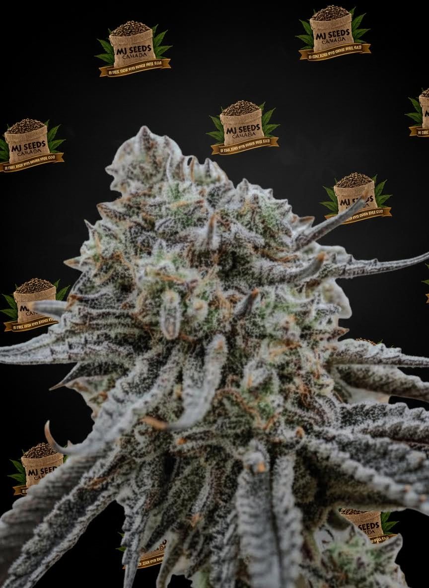 Donny Burger Feminized Marijuana Seeds