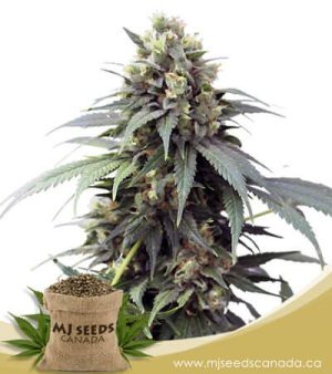 Fresh Candy Autoflowering Marijuana Seeds