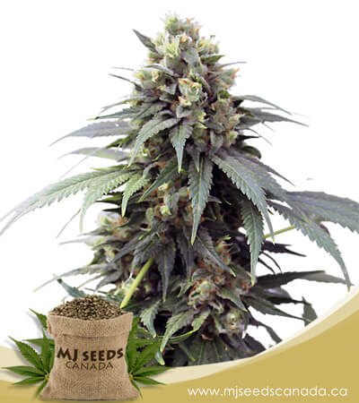 Fresh Candy Autoflowering Marijuana Seeds