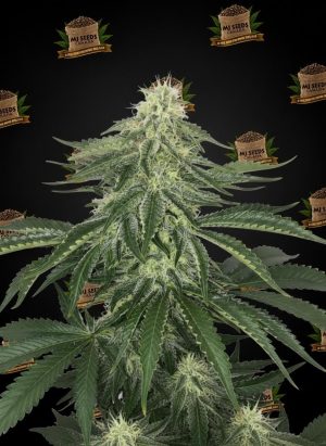 Fruity Pebbles Feminized Marijuana Seeds