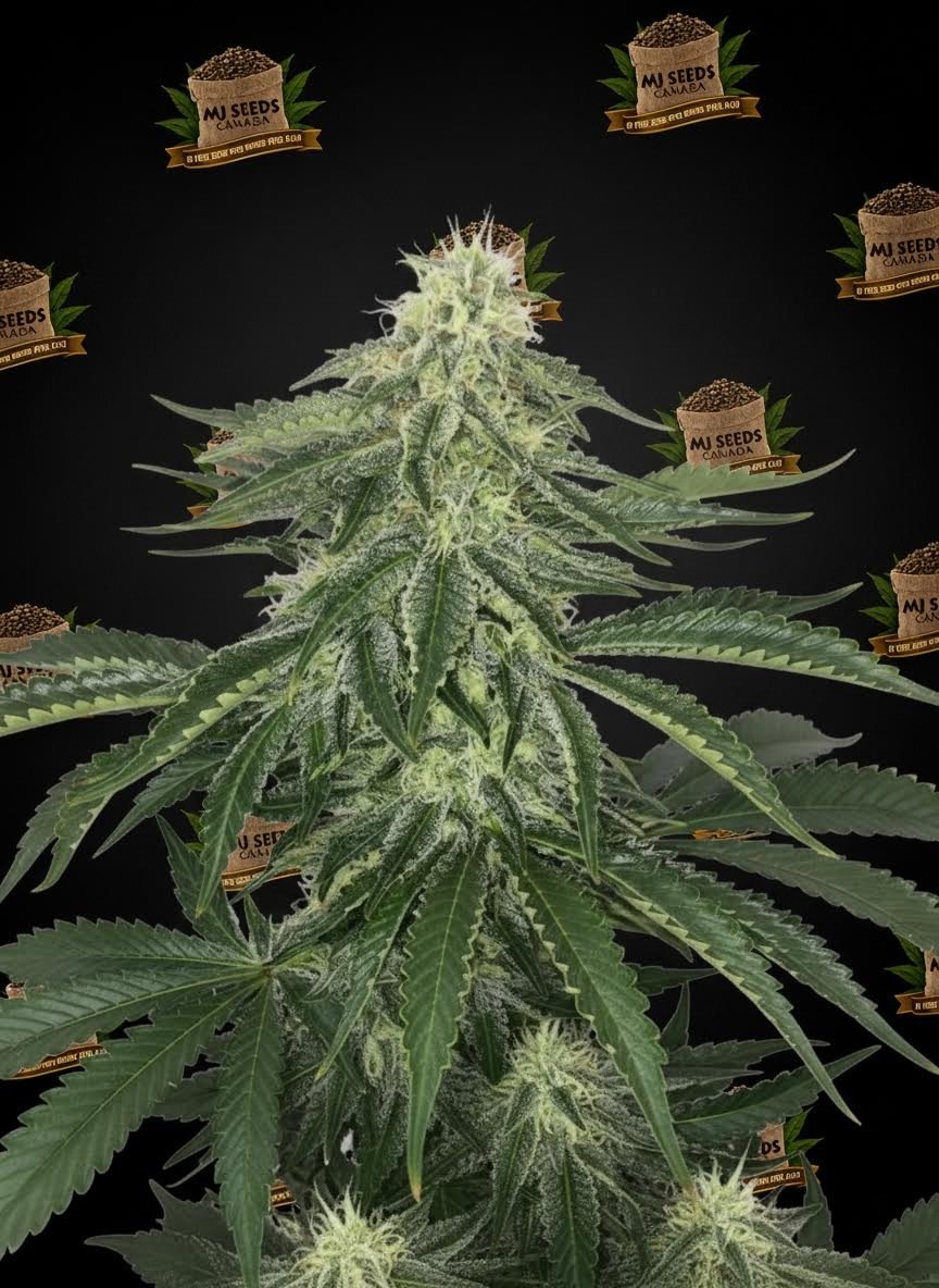 Fruity Pebbles Feminized Marijuana Seeds