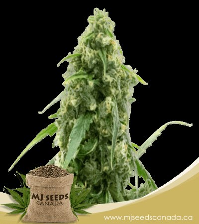 g13 autoflowering