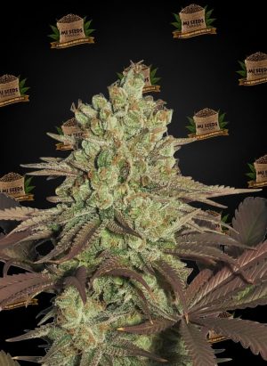 GMO Feminized Marijuana Seeds