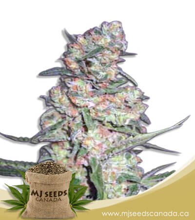 Galaxy Autoflowering Marijuana Seeds