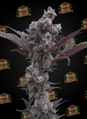 Garlic Breath Feminized Marijuana Seeds