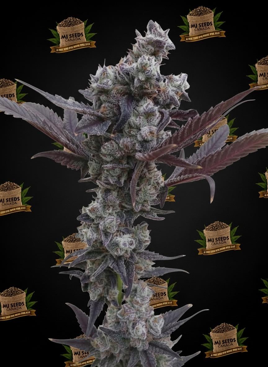 Garlic Breath Feminized Marijuana Seeds