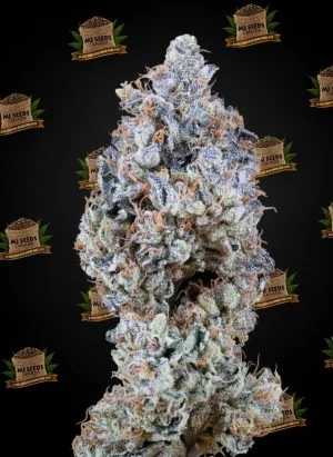 Gary Payton Feminized Marijuana Seeds